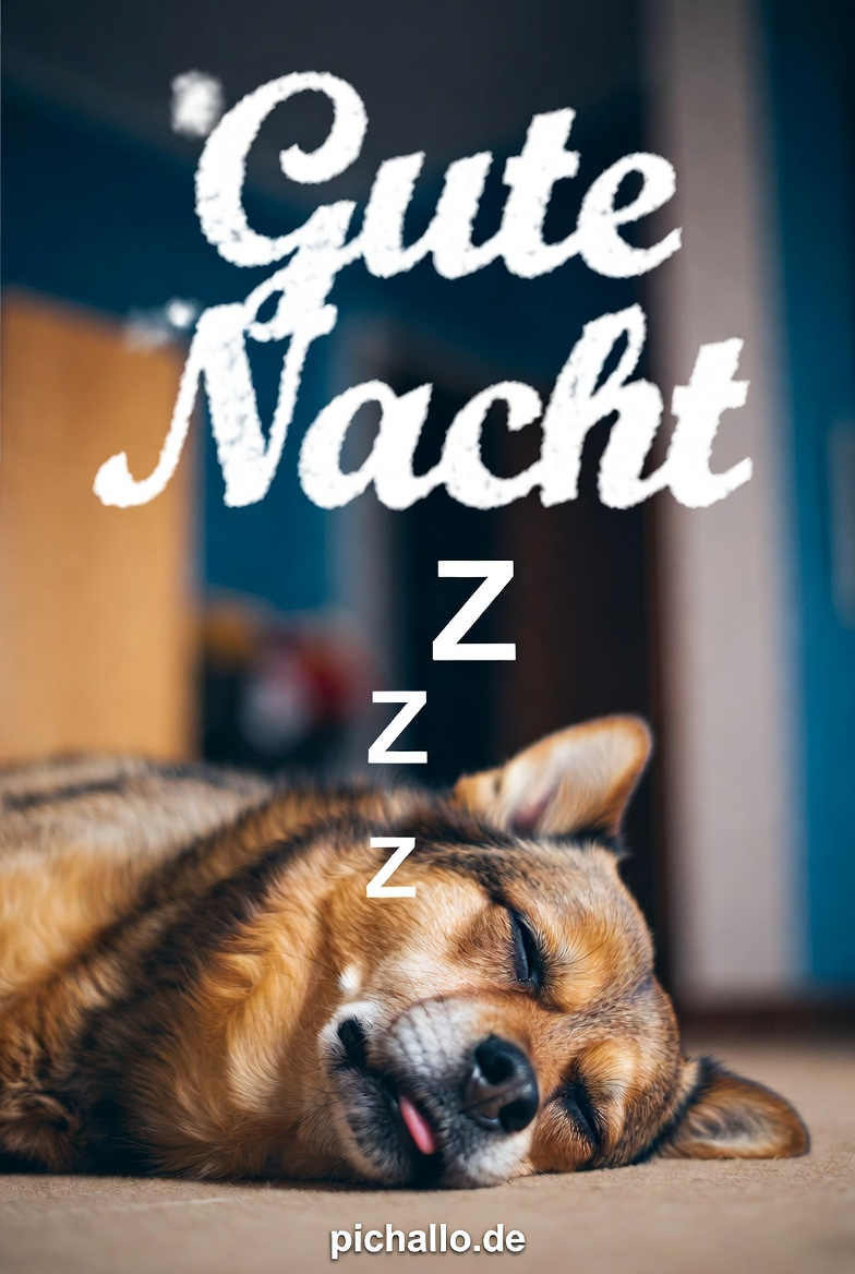 Gute Nacht Bilder Hund mit Zzz