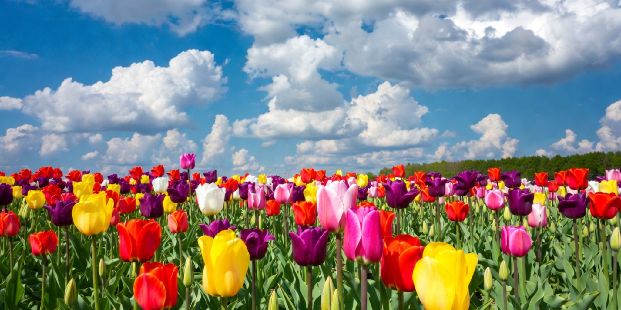 ft - guten morgen bilder mit blumen für mittwoch ft